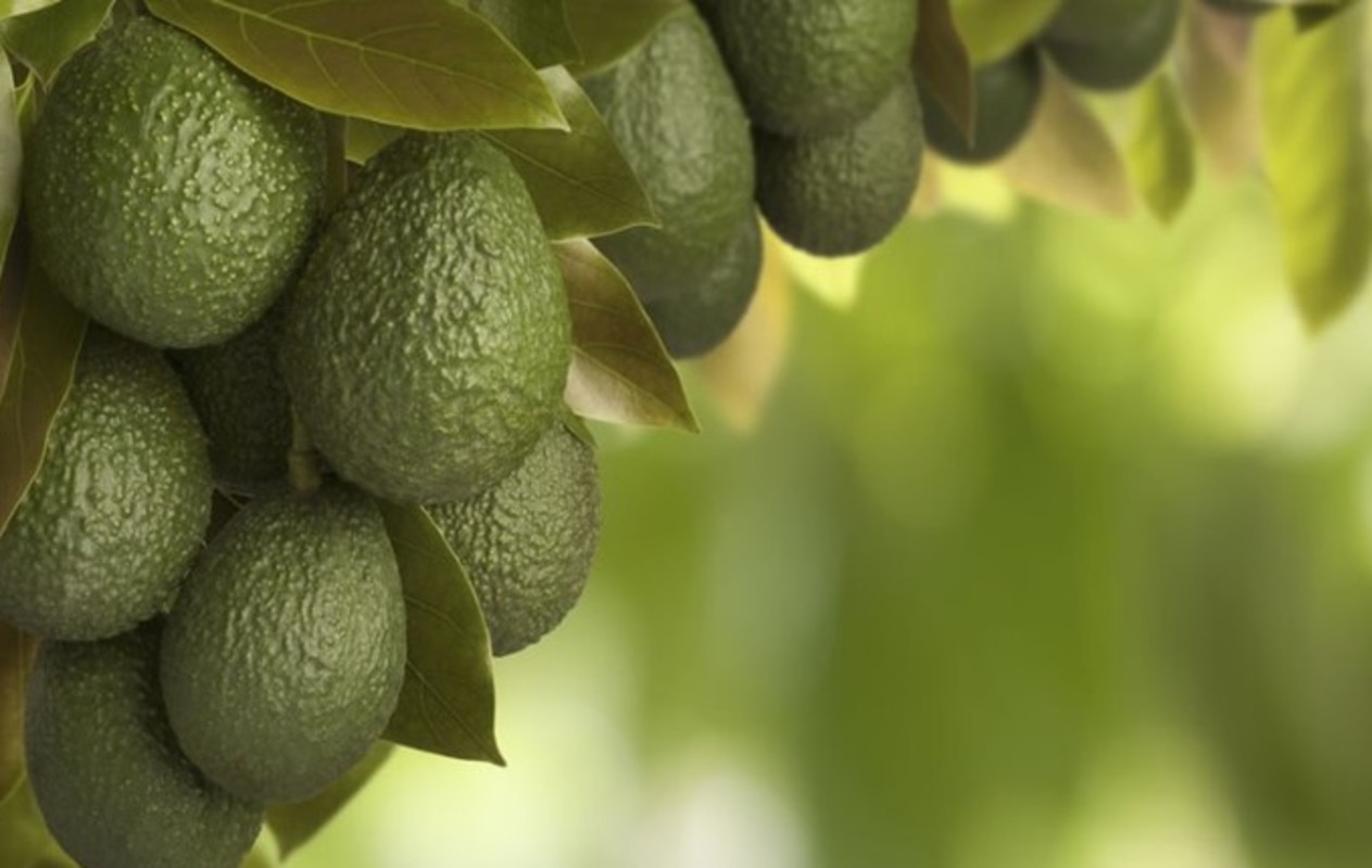 Los grandes desafíos de la transformación digital en el agro