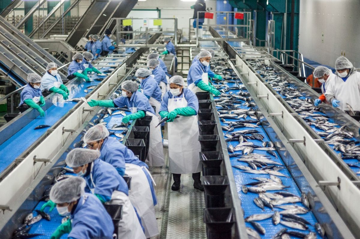 Cómo ser productivos y sostenibles en la industria pesquera