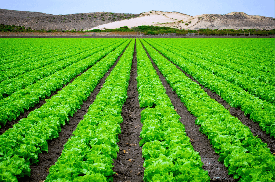 La agroindustria como motor de empleo en el Perú: retos y perspectivas